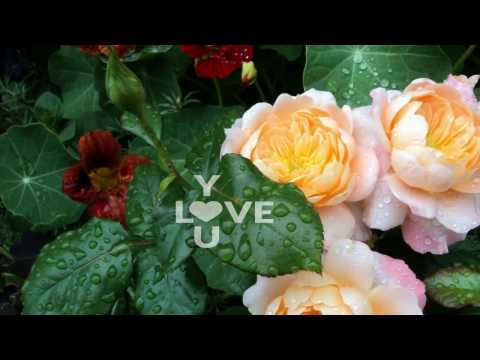 Скачать песню три чайные розы