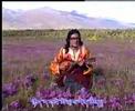 tibet song by ngodup dawa dho zes tibet song by ngodup dawa dho zes