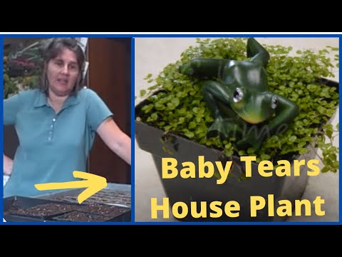 how to transplant baby tears