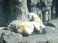 Masterbating Bear while wife Sleeps