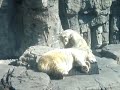 Masterbating Bear while wife Sleeps