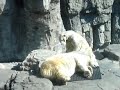 Masterbating Bear while wife Sleeps