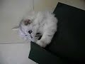 070805 Chinchilla cat in a bag =P (1/2)