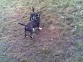 Dogbook Movie: ALIAH & ENZO tr&Atilde;&brvbar;kker torv