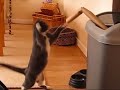 tiesto-the-boxing-cat-very-funny.html