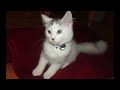 ◘ ♥ ◘ What are you doing here little kitten ? (, Pico&Chico) HD