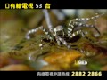 國家地理野生頻道五月節目推介 國家地理野生頻道五月節目推介