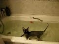 Swimming Sphynx cat funny video Swimming Sphynx cat funny video