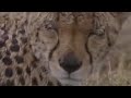 Rainstorm makes hunting difficult for wild cheetahs in the African safari - BBC wildlife