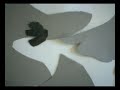 Fledermaus