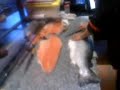 sushiman abre salmon sushiman abre salmon