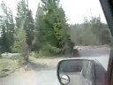 Mosquito Attack!