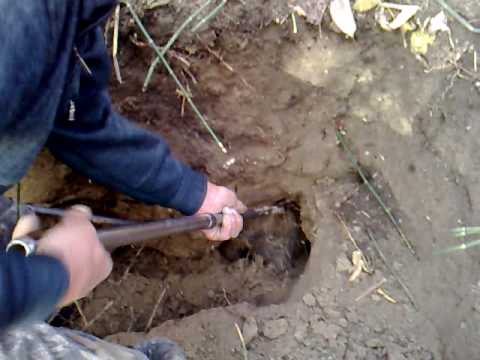 Охота на барсука