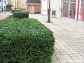 moiki saute une haie de 2m 20 de large moiki saute une haie de 2m 20 de large