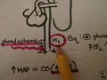 Autonomic Nervous System Autonomic Nervous System