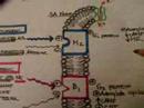 Autonomic Nervous System