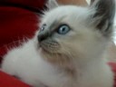 ma duchesse