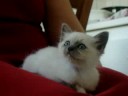 ma duchesse