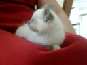 ma duchesse