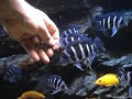 Hand feeding Frontosa and other tangayika fish