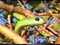 boonslang eat a chameleon