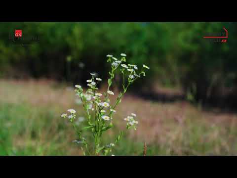 Video Prodej stavebního pozemku 1241 m² , ulice V Zahrádkách , Mníšek pod Brdy