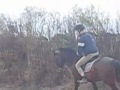 Rineen Captain Moonlight doing a warm up from 1.10 - 1.50m ridden by top Irish International showjumper Paddy O' Donnell. This is a 15.3hh 7yr old bay gelding by Captain Clover. He has also hunted and done cross counrty. This little horse will make a top eventer / Showjumper in the right hands.