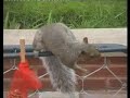 squirrels-everywhere-78-week-old-squirrel-antics.html