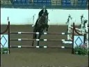Mariposa I 7 year old Selle France\
