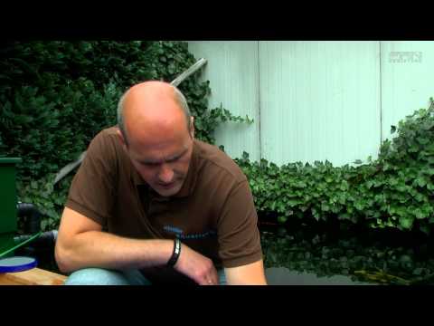 FAN Das Magazin - Koikarpfen - Beitrag vom 22.06.2012