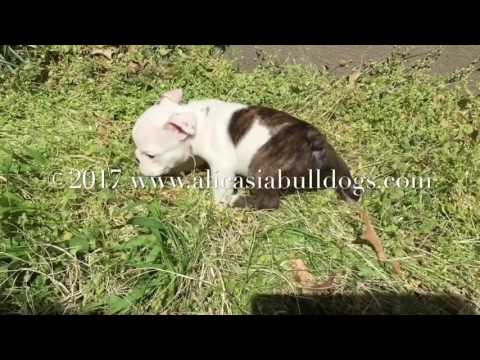 Cosmo - Red Brindle and White Male