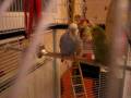 piwi et blue
