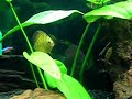 Aqu�rio Comunit�rio 300l