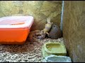 birdo et yoshi gecko leopard