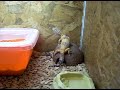 birdo et yoshi gecko leopard