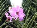 Singapore Report orchidario Part_01