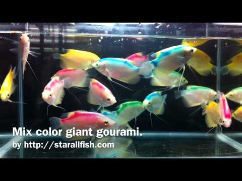 how to dye aquarium fish