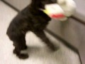 Alex the Cocker Spaniel 2