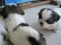 Shih Tzu puppies playing Shih Tzu puppies playing