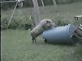 cele mai tari faze cu animale