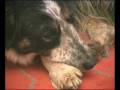 Border Collie Rescue - Nice Work - Theatre Trailer