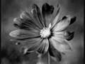 Snow Patrol - Chasing Cars