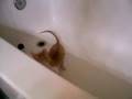 videos de Tub Time