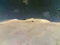 videos de grande jump lupo