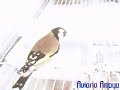 Aviarioamaya - Jilguero 06