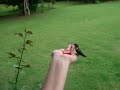 Hand Feeding Humming Birds 2