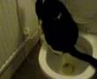 Baloo  The toilet peeing cat