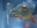 Cichla ocellaris?vol.2 Cichla ocellaris?vol.2