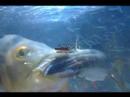 Cichla ocellaris　vol.2