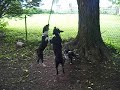 Three Boston Terriers on One Rope!